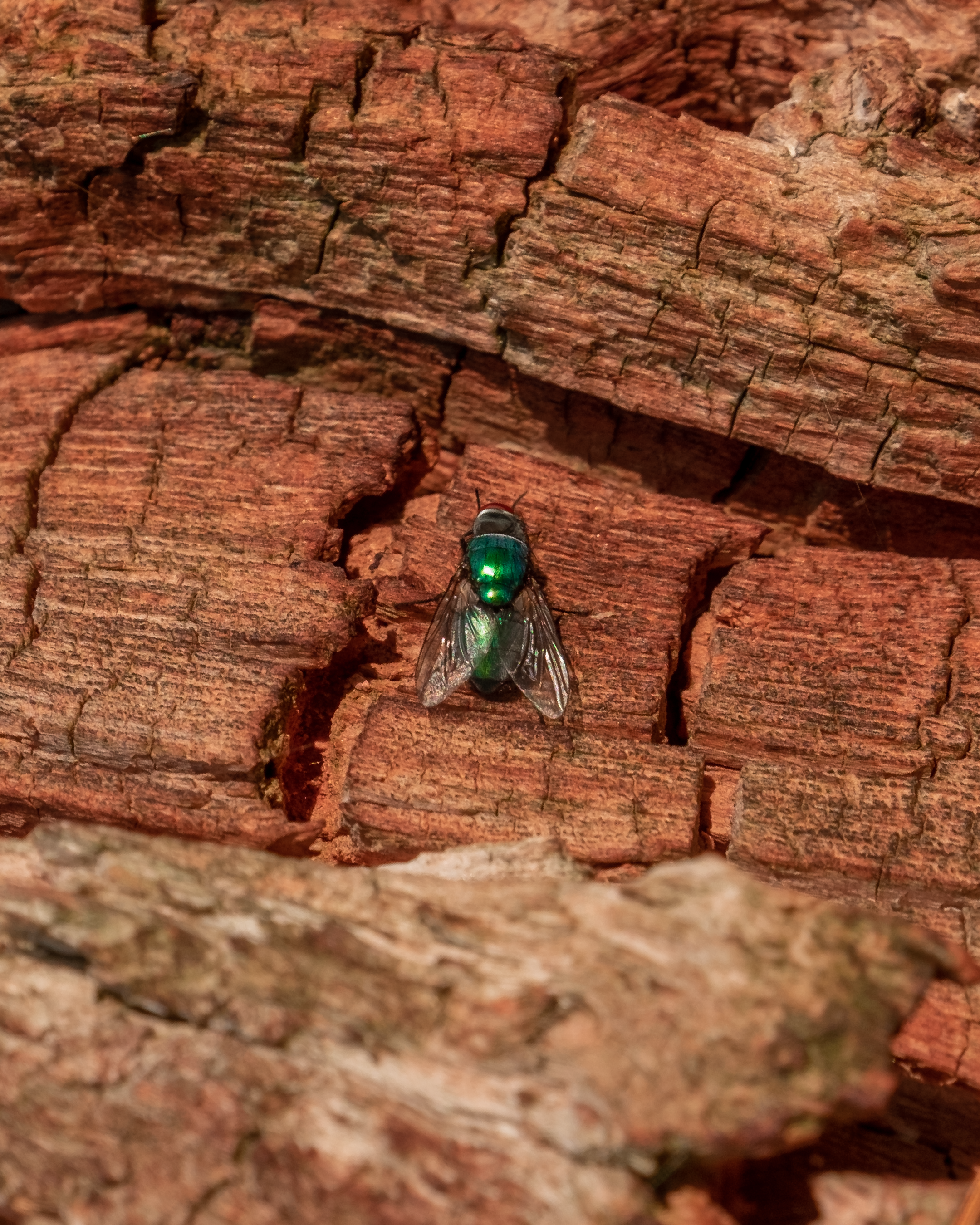 a green fly sitting on top of a red rock