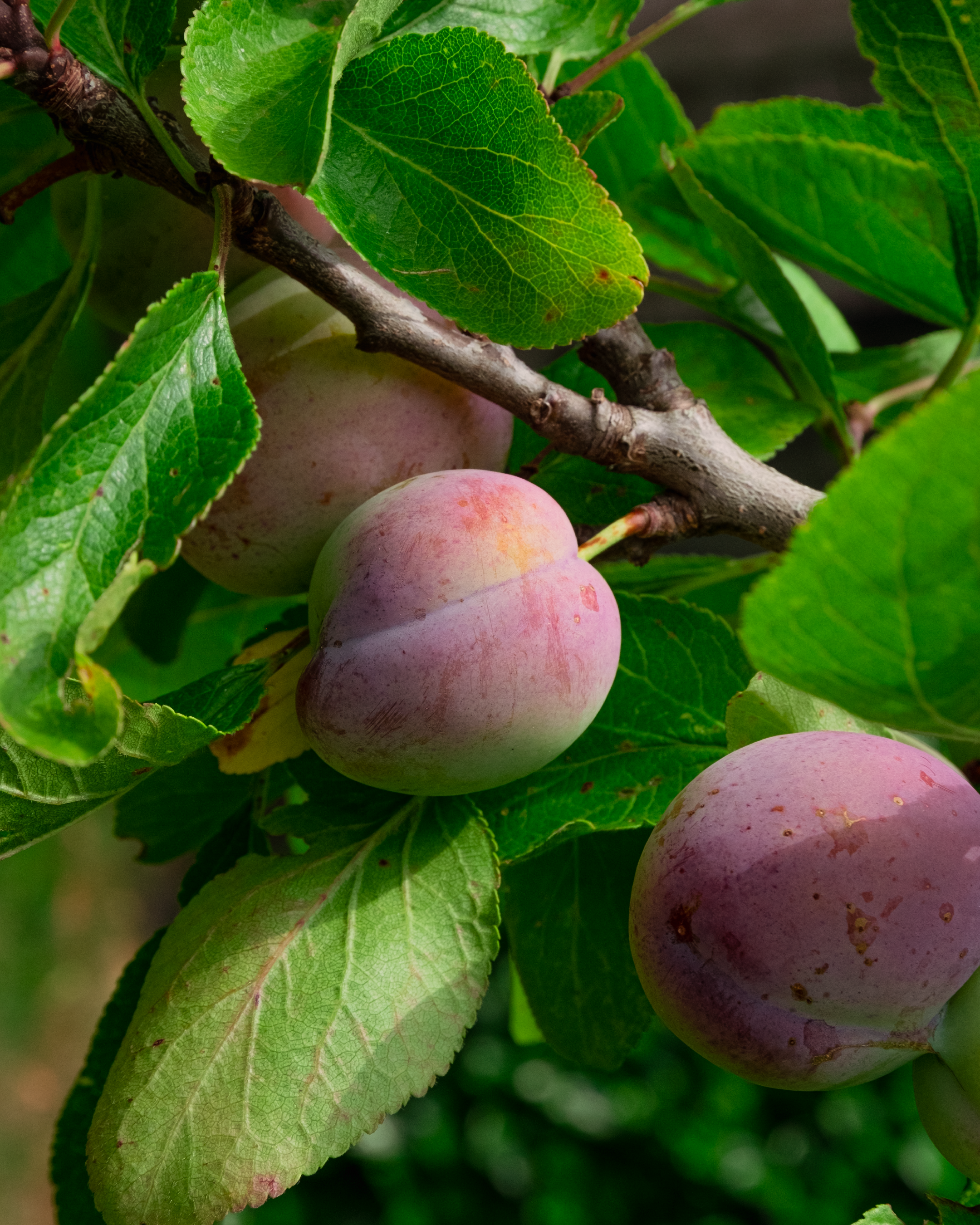 Photo by willythewizard