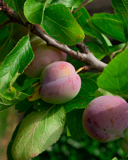 a close up of some fruit on a tree branch