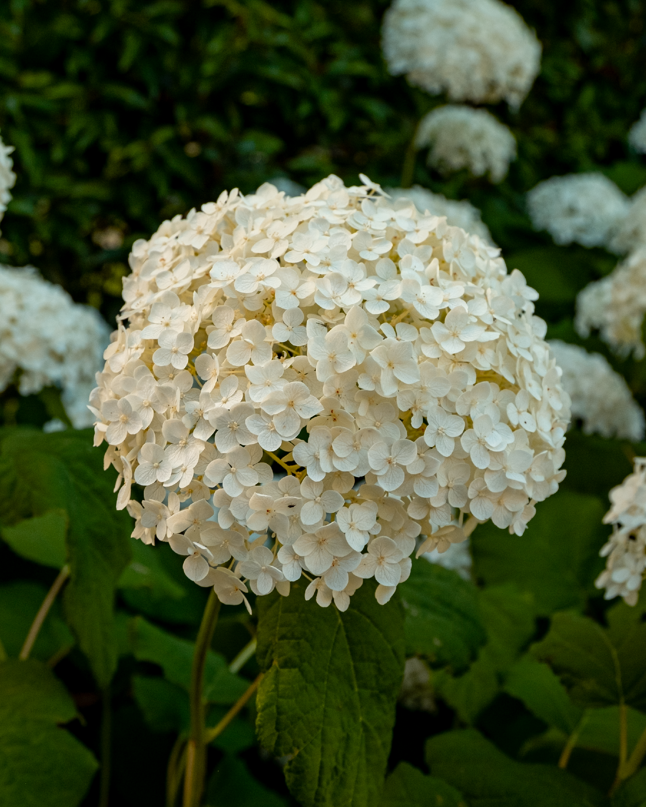 Photo by willythewizard