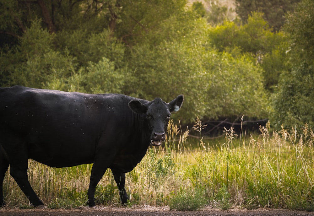 a black cow standing in a field of tall grass