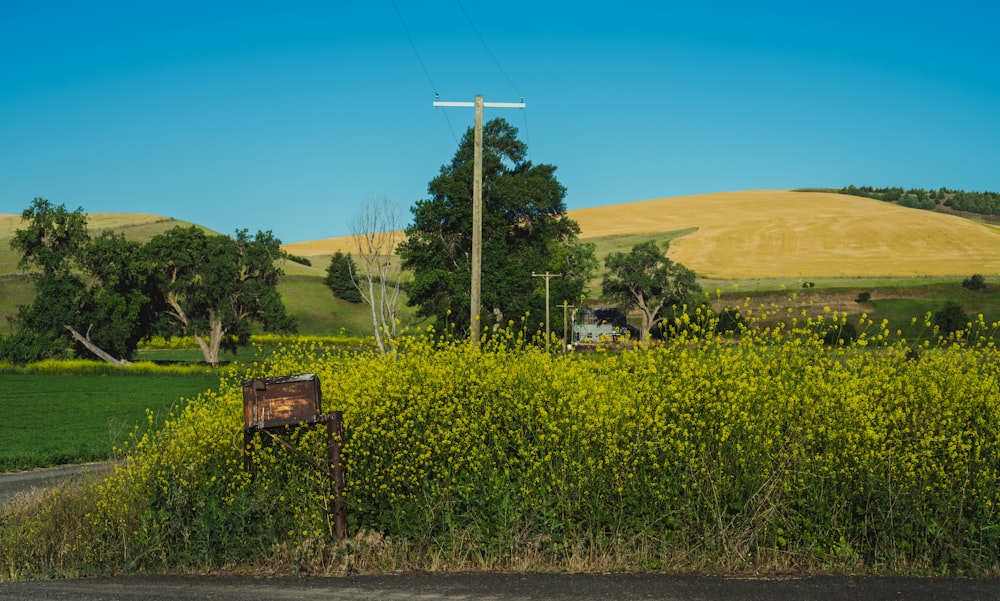 a rural road with a field of yellow flowers