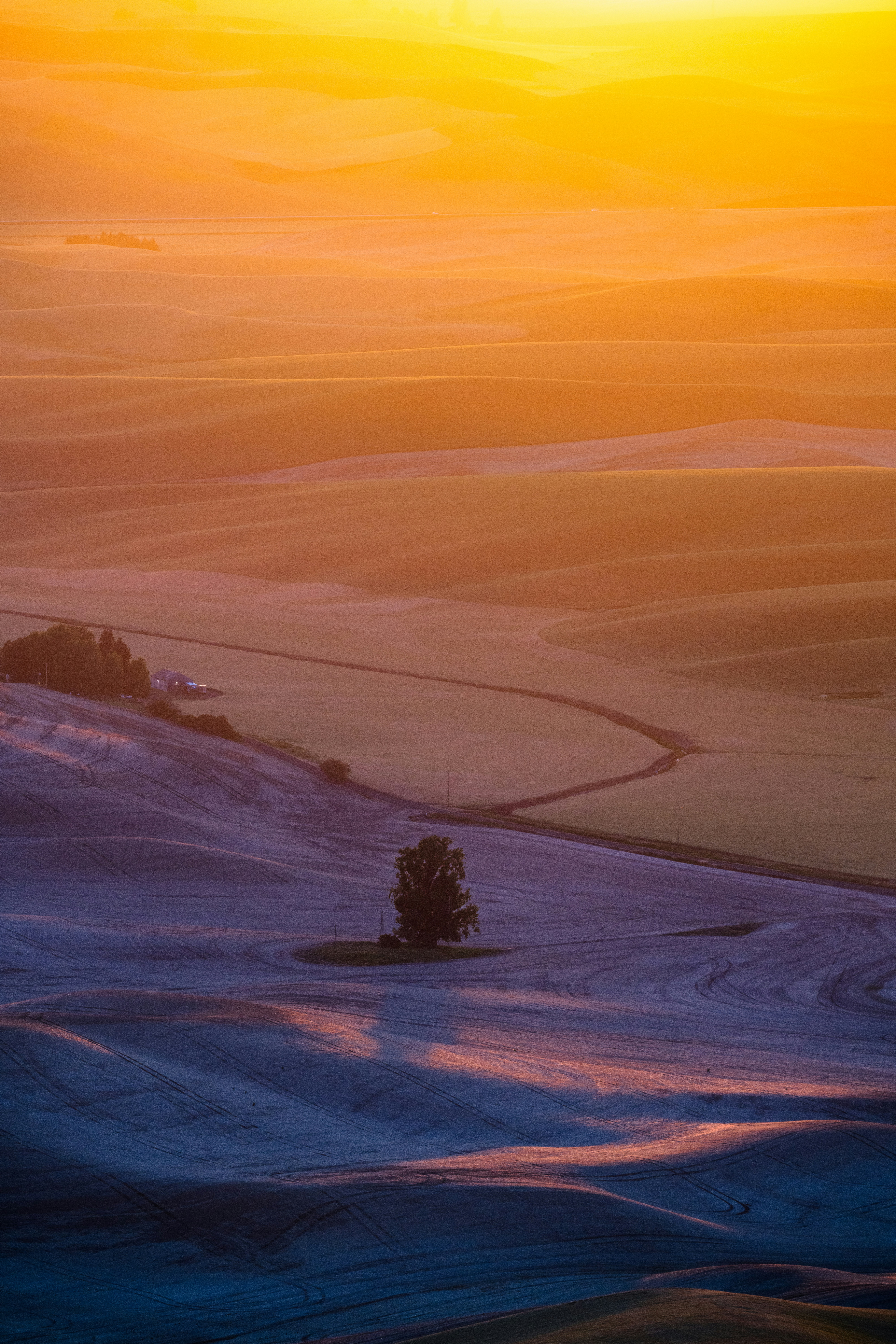 a lone tree in the middle of a field