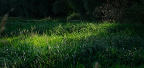 a grassy field with trees in the background