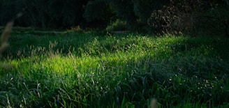 a grassy field with trees in the background