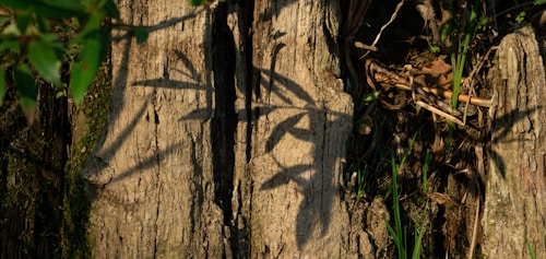 The image displays the textured surface of a tree trunk with detailed, intricate shadows of leaves cast upon it. There is greenery including a mix of moss and small plants surrounding the trunk, suggesting a natural and tranquil setting.