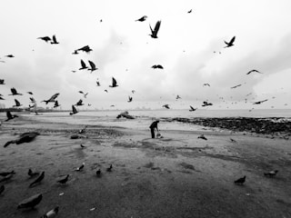 A monochrome landscape features a person feeding birds on a beach. Numerous birds are captured in flight, scattered across a cloudy sky. The beach appears expansive, stretching into the distance with scattered rocks visible on the shore.