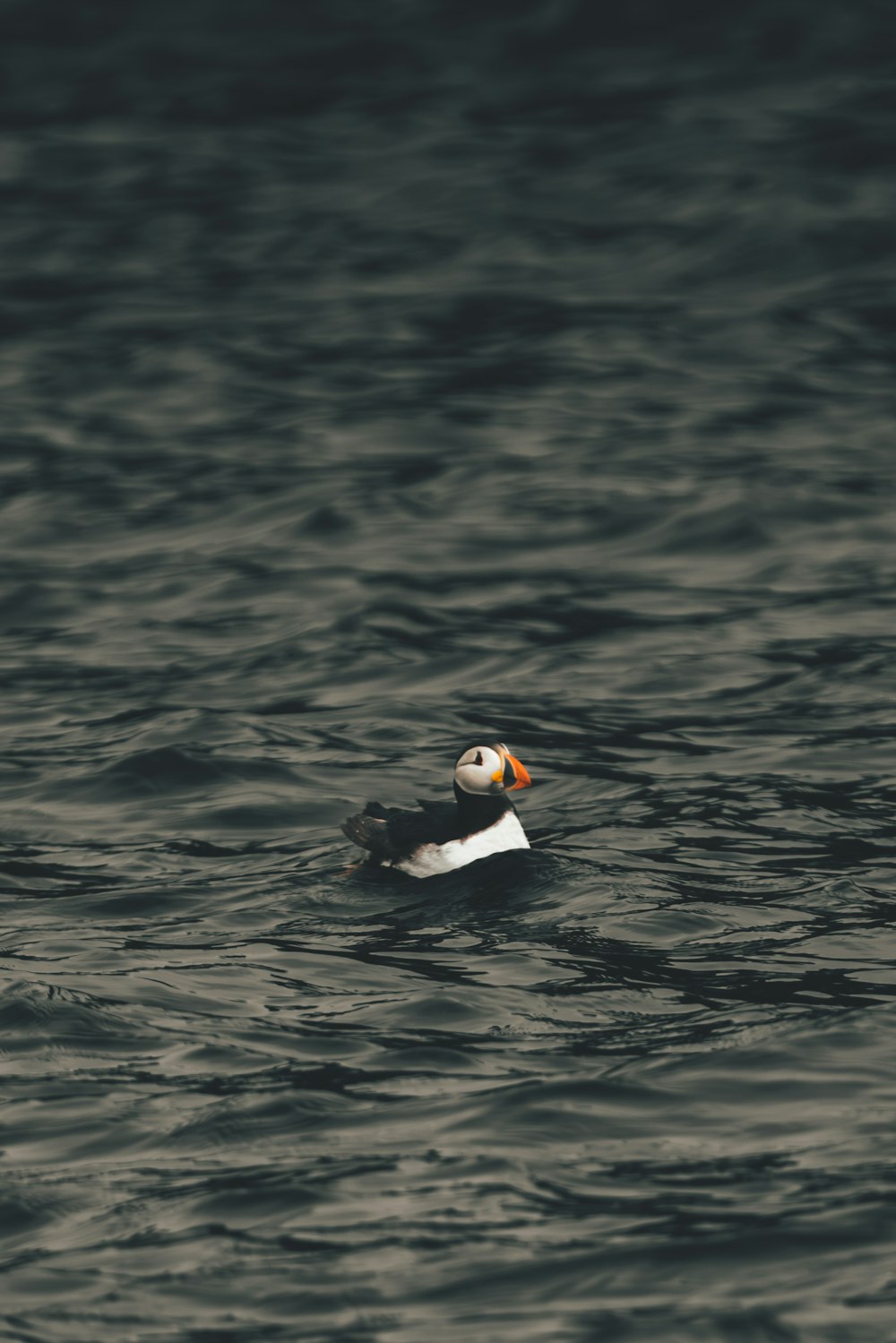 a bird floating on top of a body of water