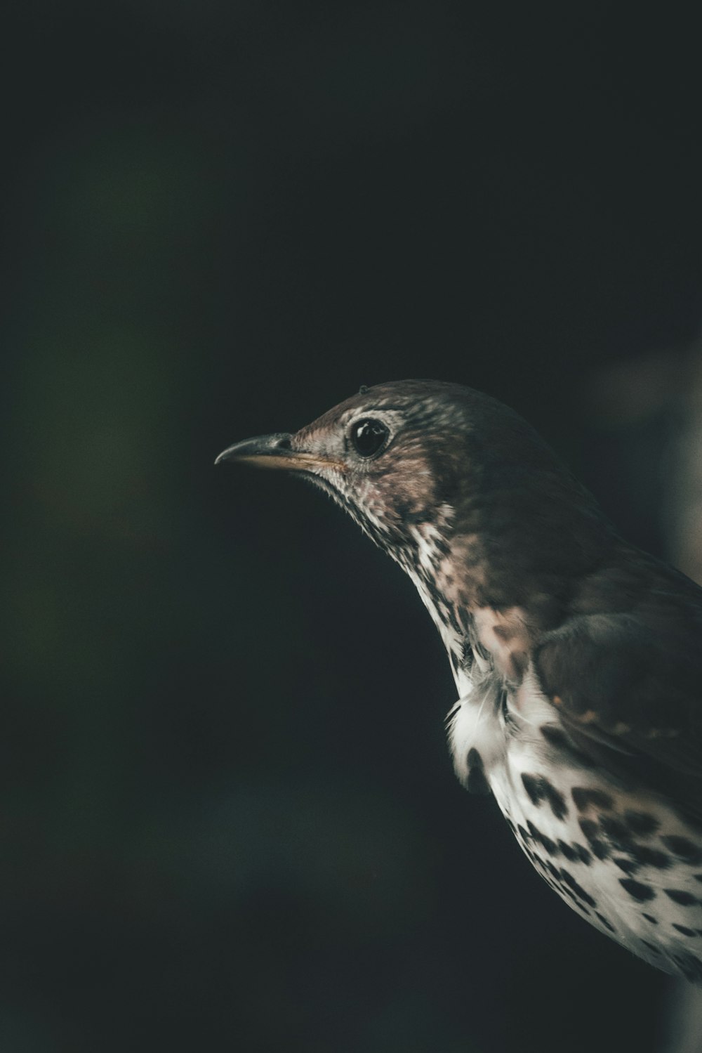 a close up of a bird with a black background