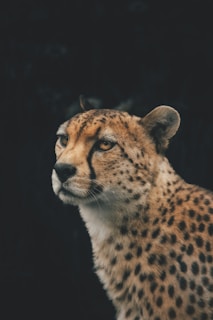 A close-up of a cheetah with a focused expression, showcasing its distinctive spotted fur against a dark background.