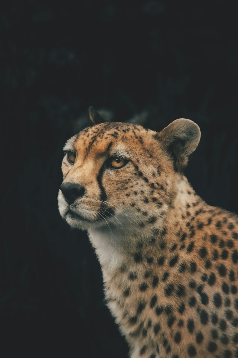 a close up of a cheetah with a black background