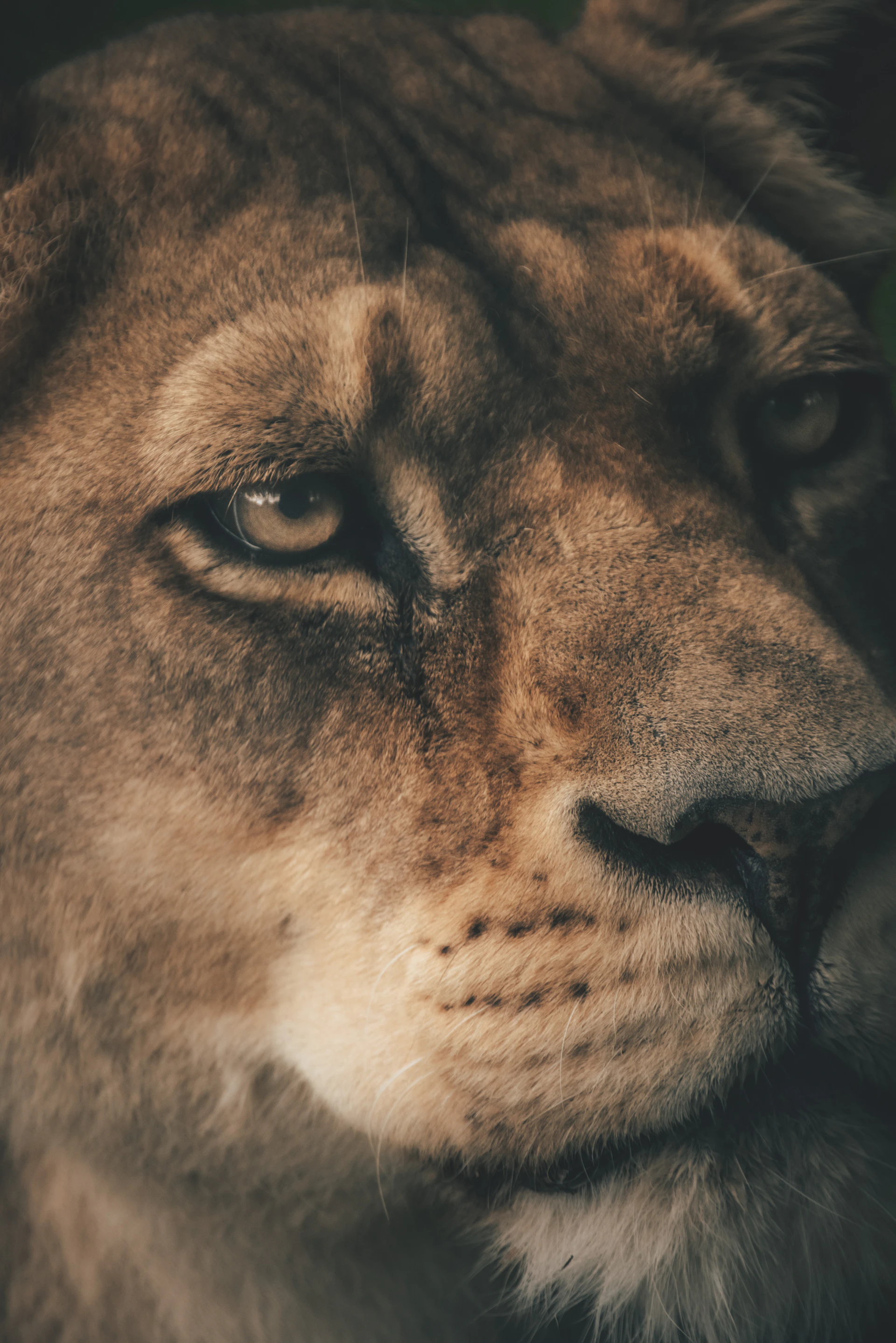 A close-up of a lion's face, eyes full of determination and power, reflecting the spirit of 'rey de la selva'.
