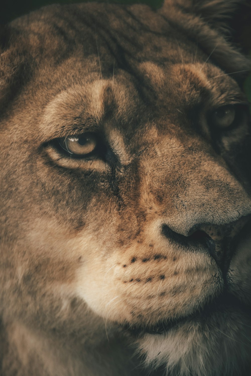 a close up of a lion's face with a green background