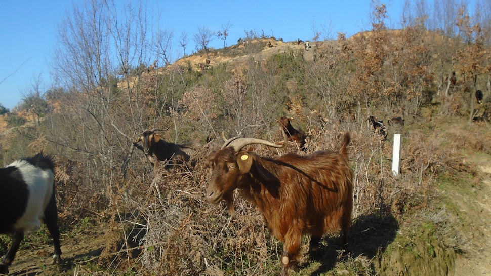 Goats with brown and white fur are grazing among dry bushes and sparse trees on a hillside. The sky is clear and blue, indicating a sunny day.