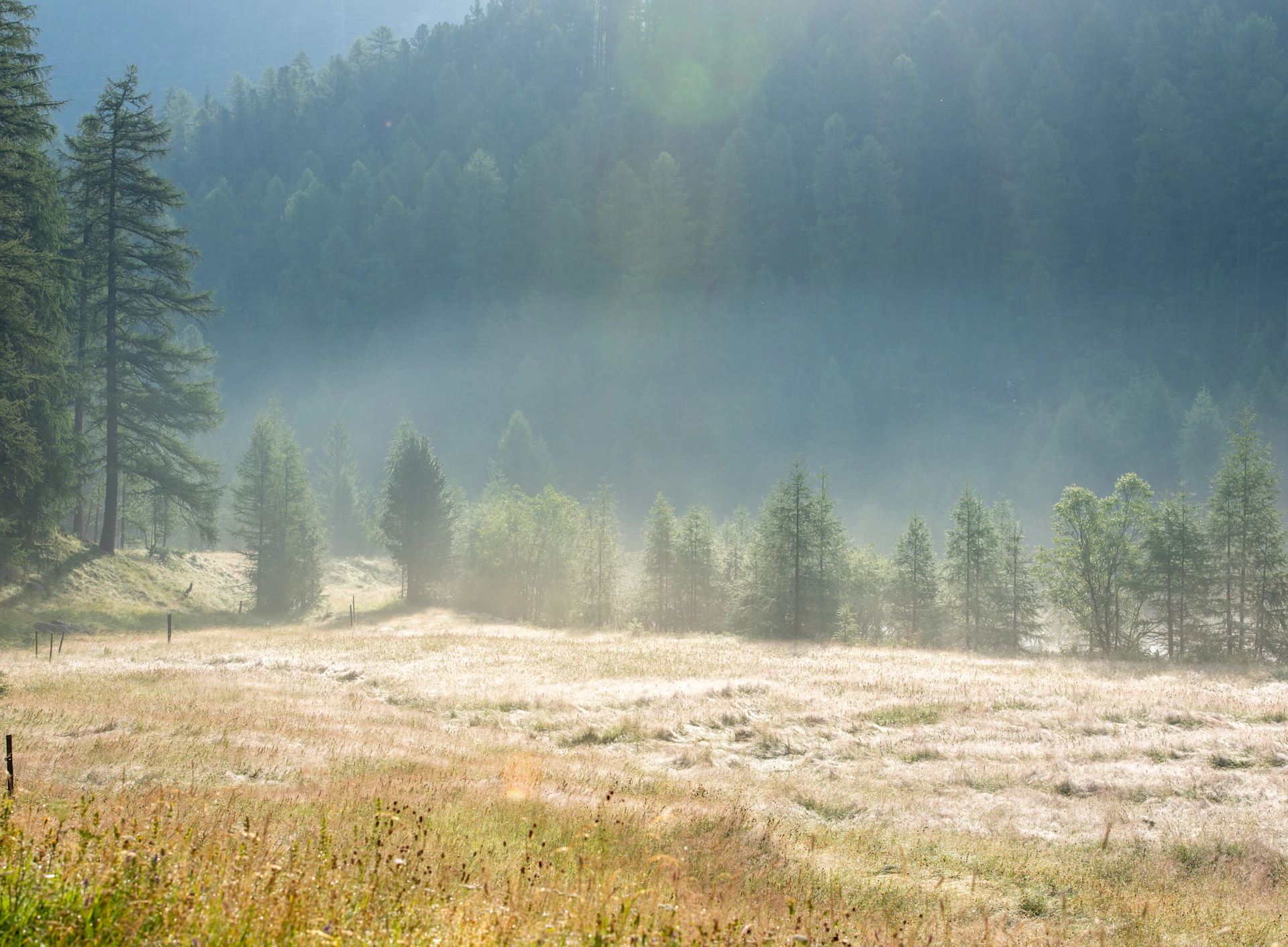 A misty mountain trail at dawn, soft light filtering through the pale fog over pine trees.