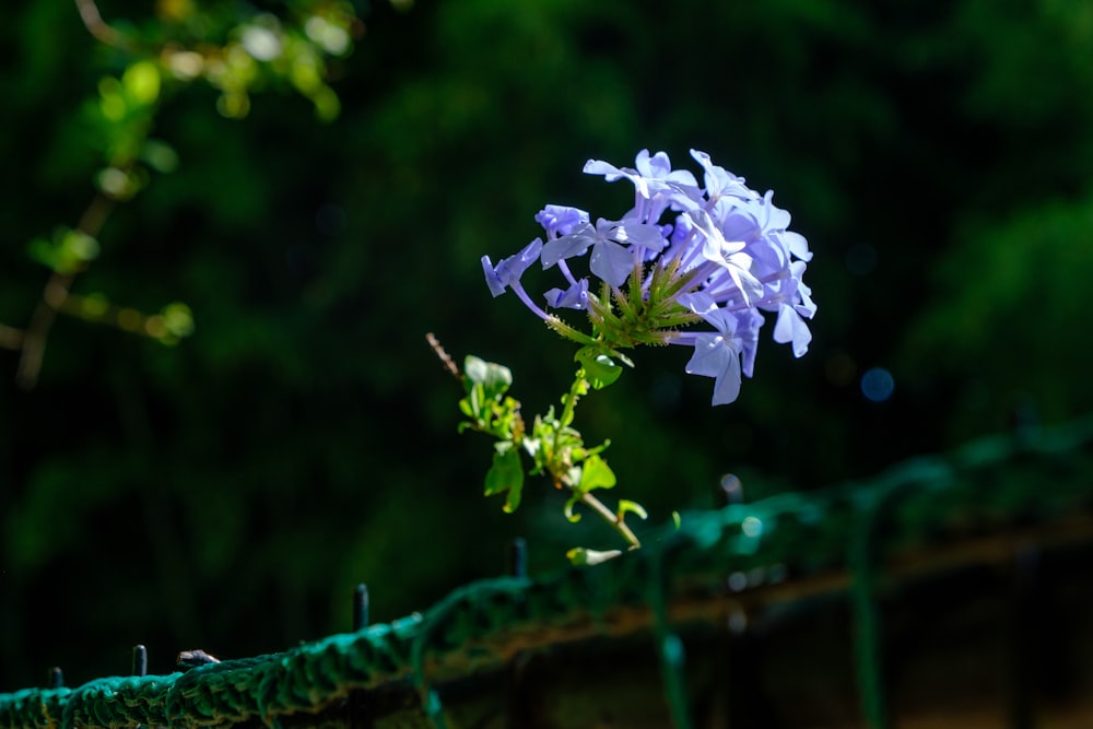 a purple flower is growing on a fence