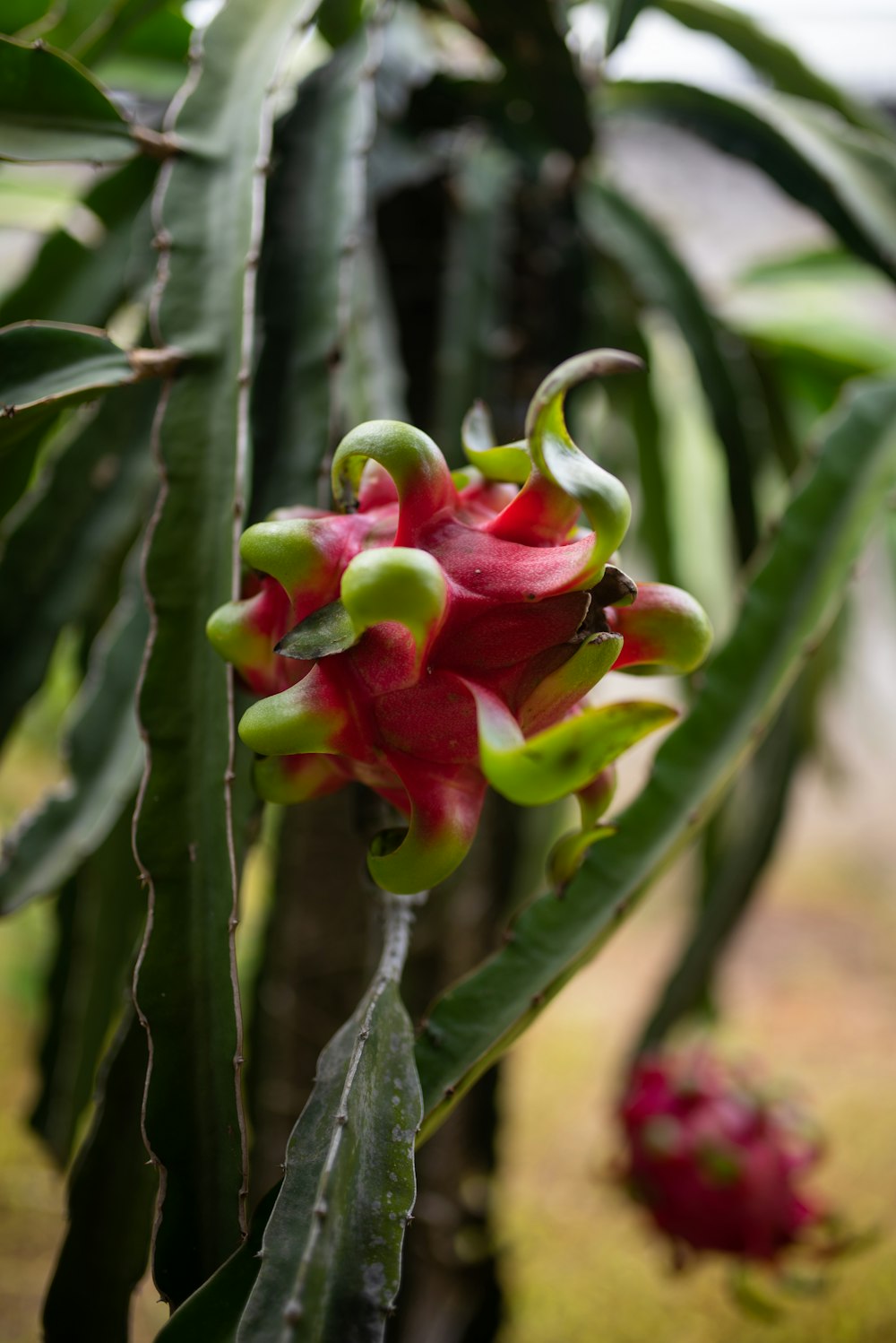 a close up of a flower on a tree