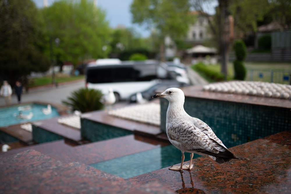 a seagull is standing on the edge of a pool