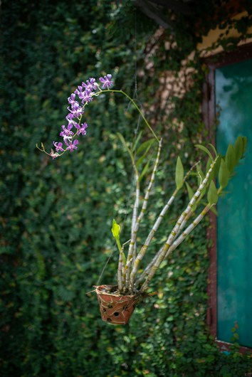 A hanging terracotta pot with a lush green plant featuring long, slender stems and a cluster of vibrant purple flowers. The backdrop is a textured wall covered with dense green ivy, creating a natural and serene environment.