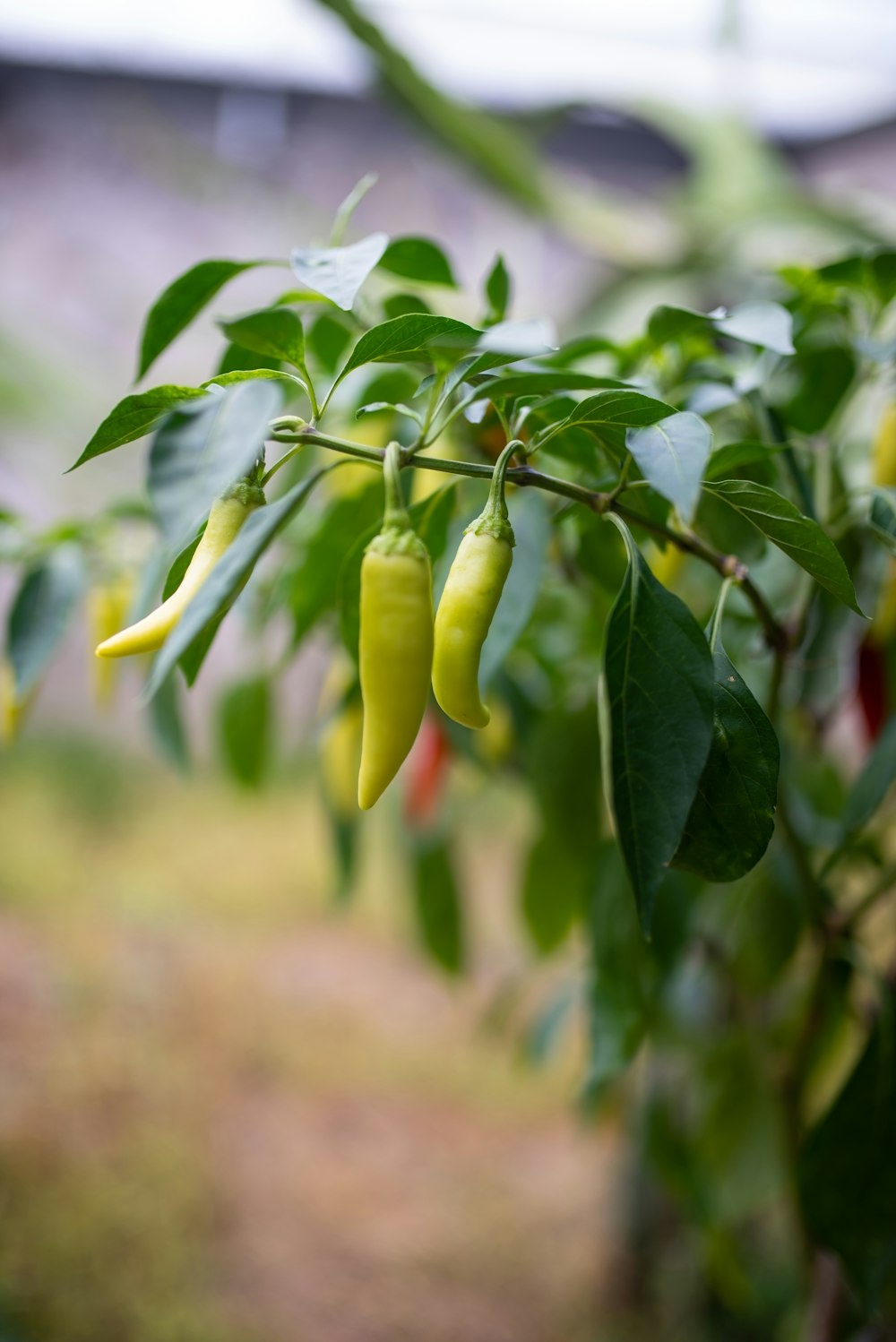 a green plant with red and yellow peppers growing on it