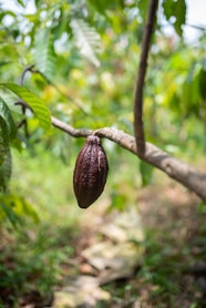 a cocoa plant hanging from a tree branch