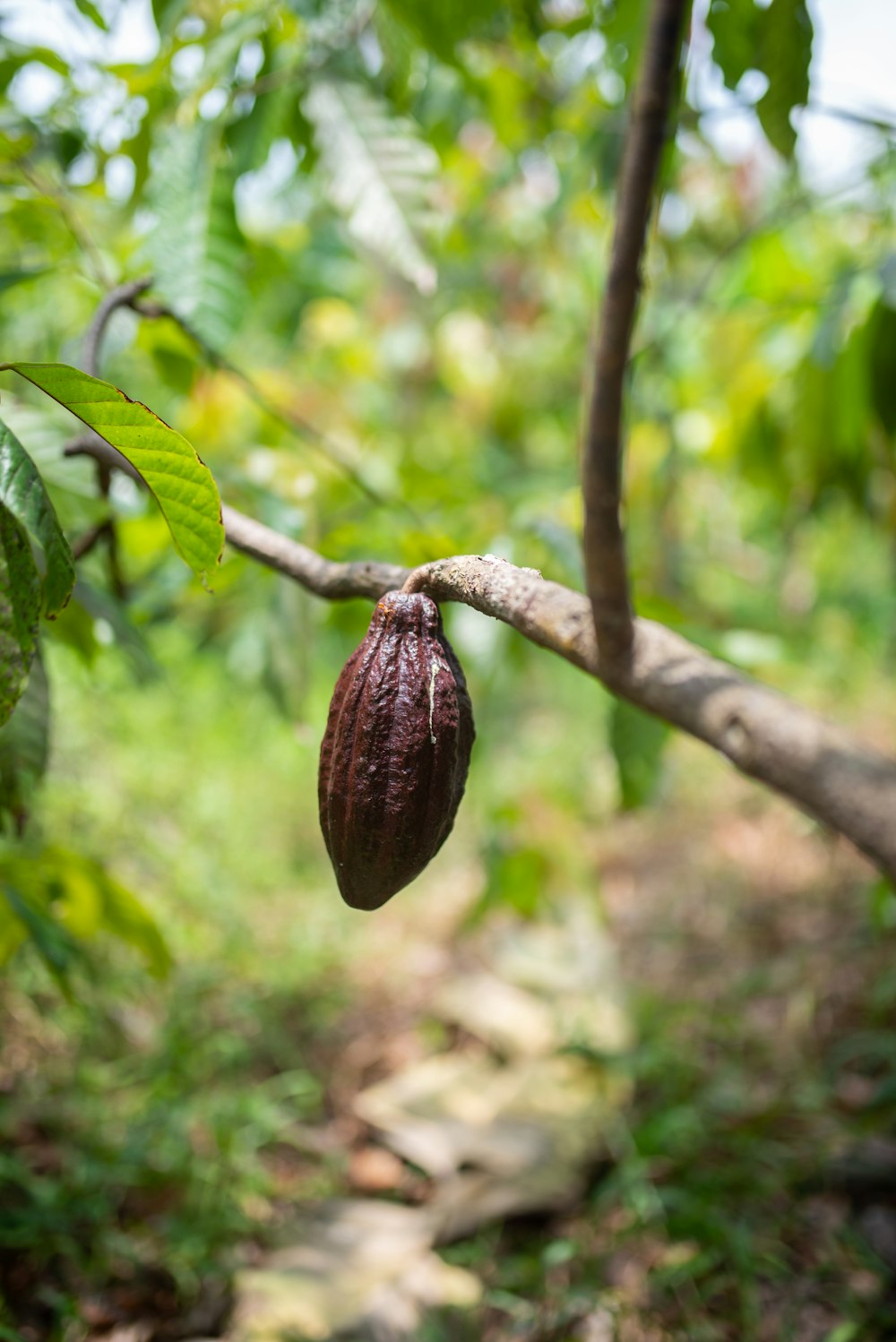 a cocoa plant hanging from a tree branch