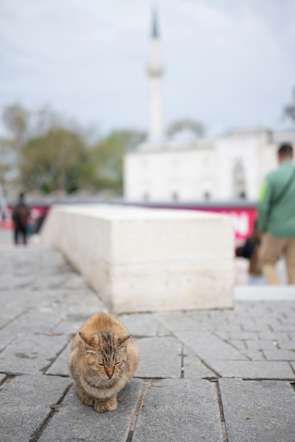 a cat sitting on the ground in front of a building