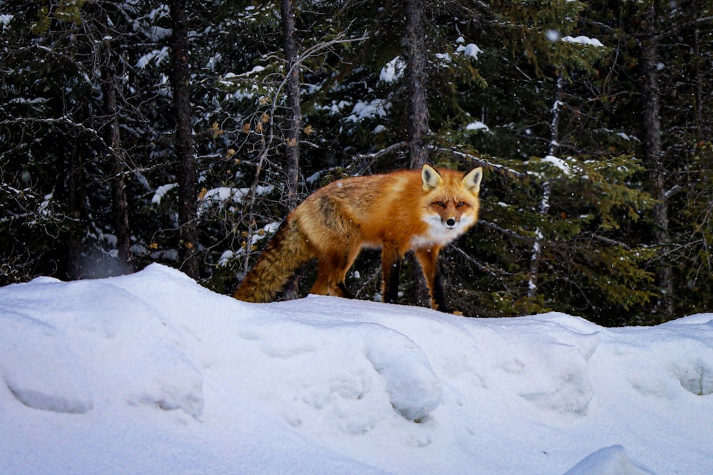 a red fox standing on top of a snow covered slope