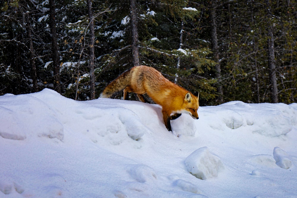 a red fox walking across a snow covered forest