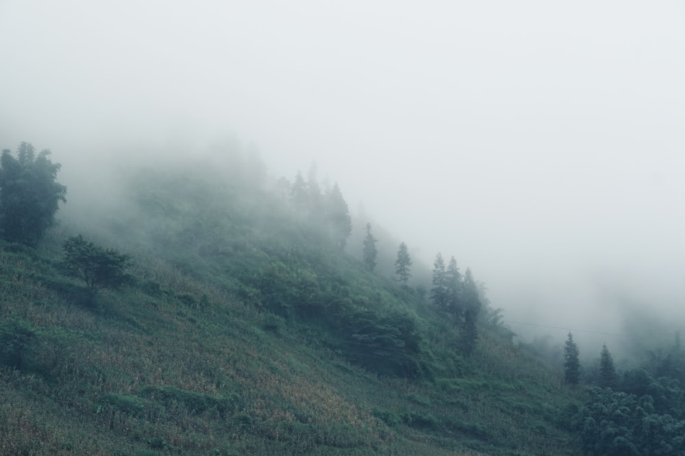 a hill covered in fog and trees on a cloudy day