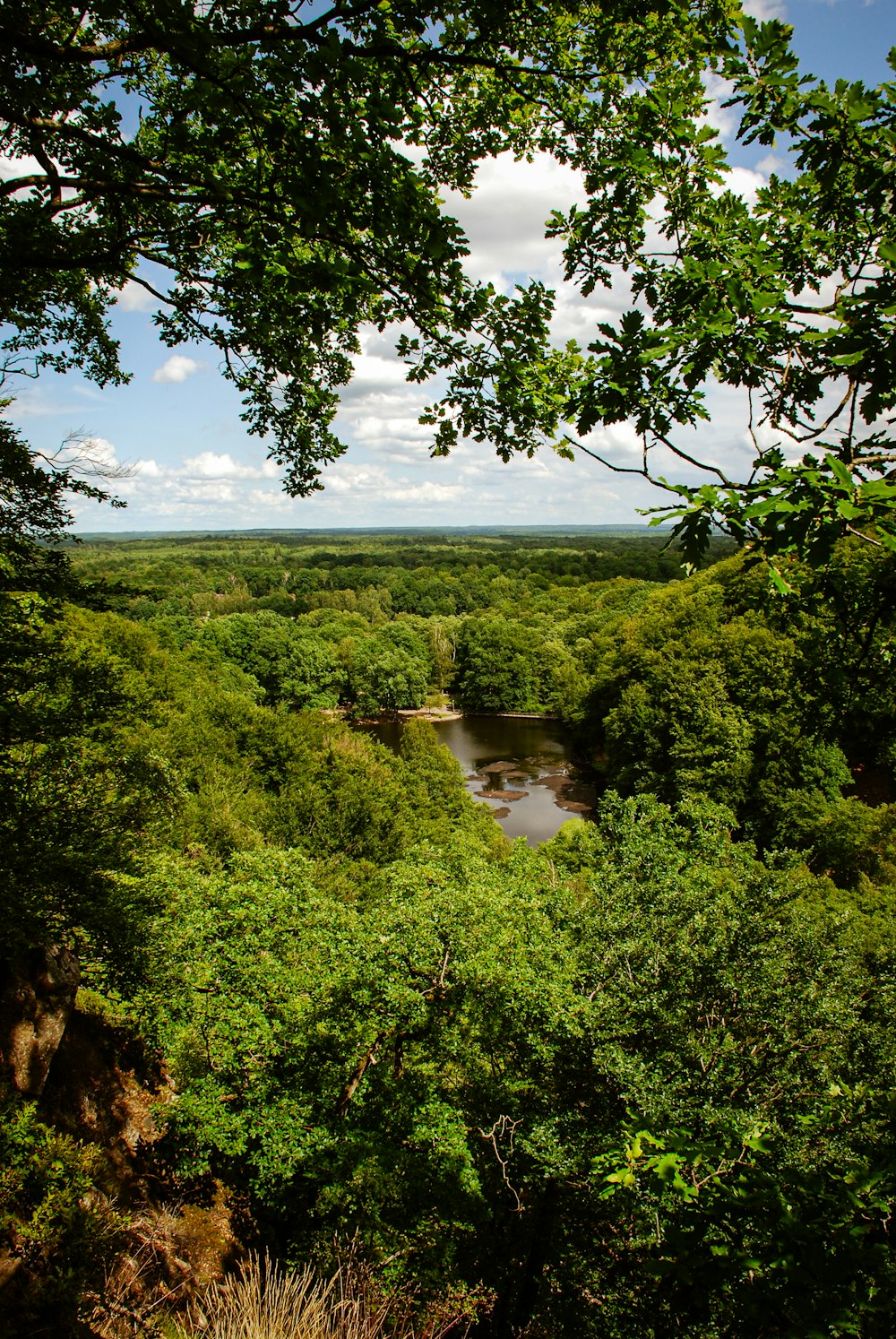 a river surrounded by lush green trees on a sunny day