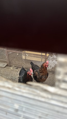 A farmer feeding chickens in a sunny outdoor environment.