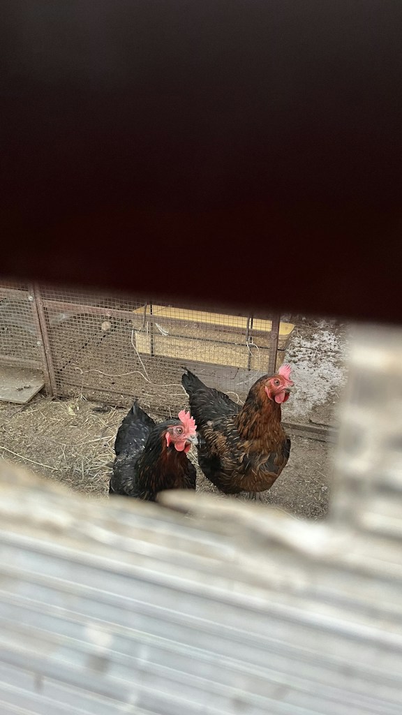 Fresh Country Chicken