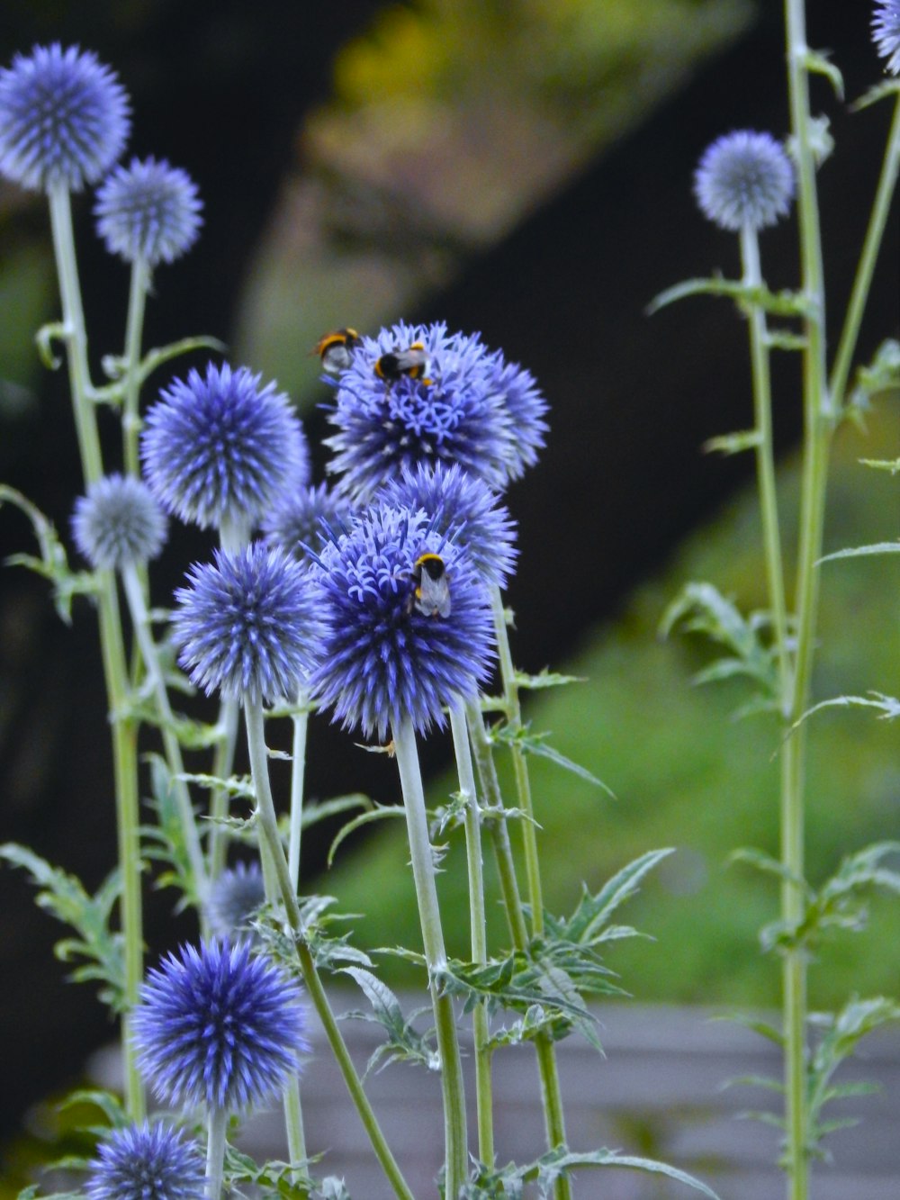 a bunch of blue flowers with a bee on them