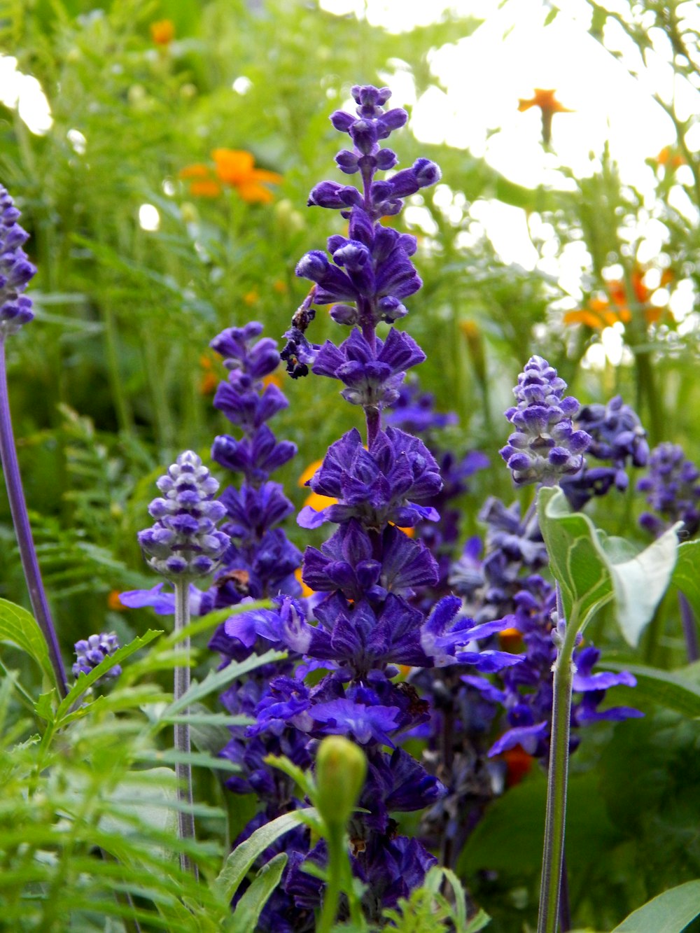 a bunch of purple flowers that are in the grass