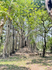A serene village scene with children attending a health camp under a large banyan tree.