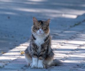 a cat sitting on the side of a road