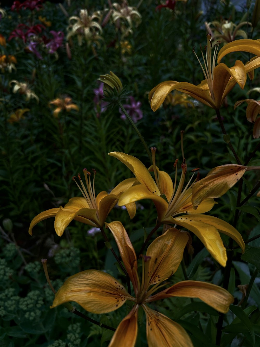 a bunch of flowers that are in a field