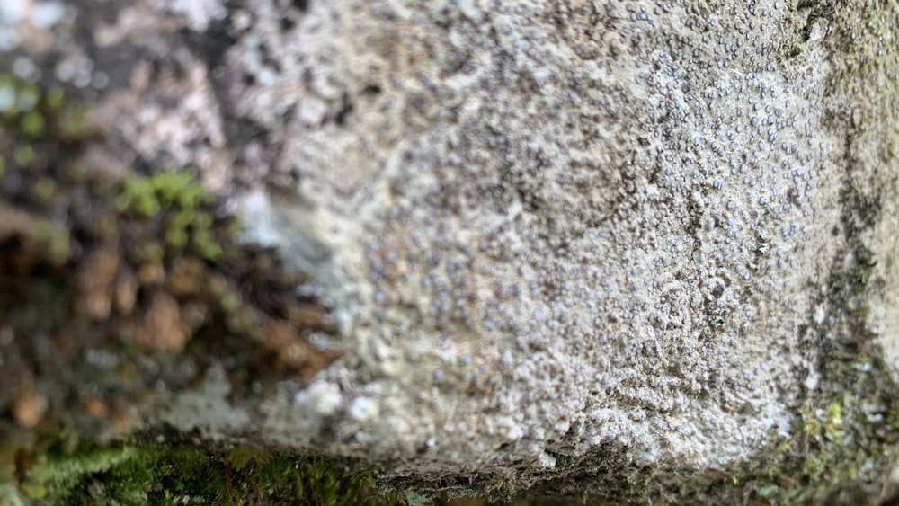 a close up of a rock with moss growing on it