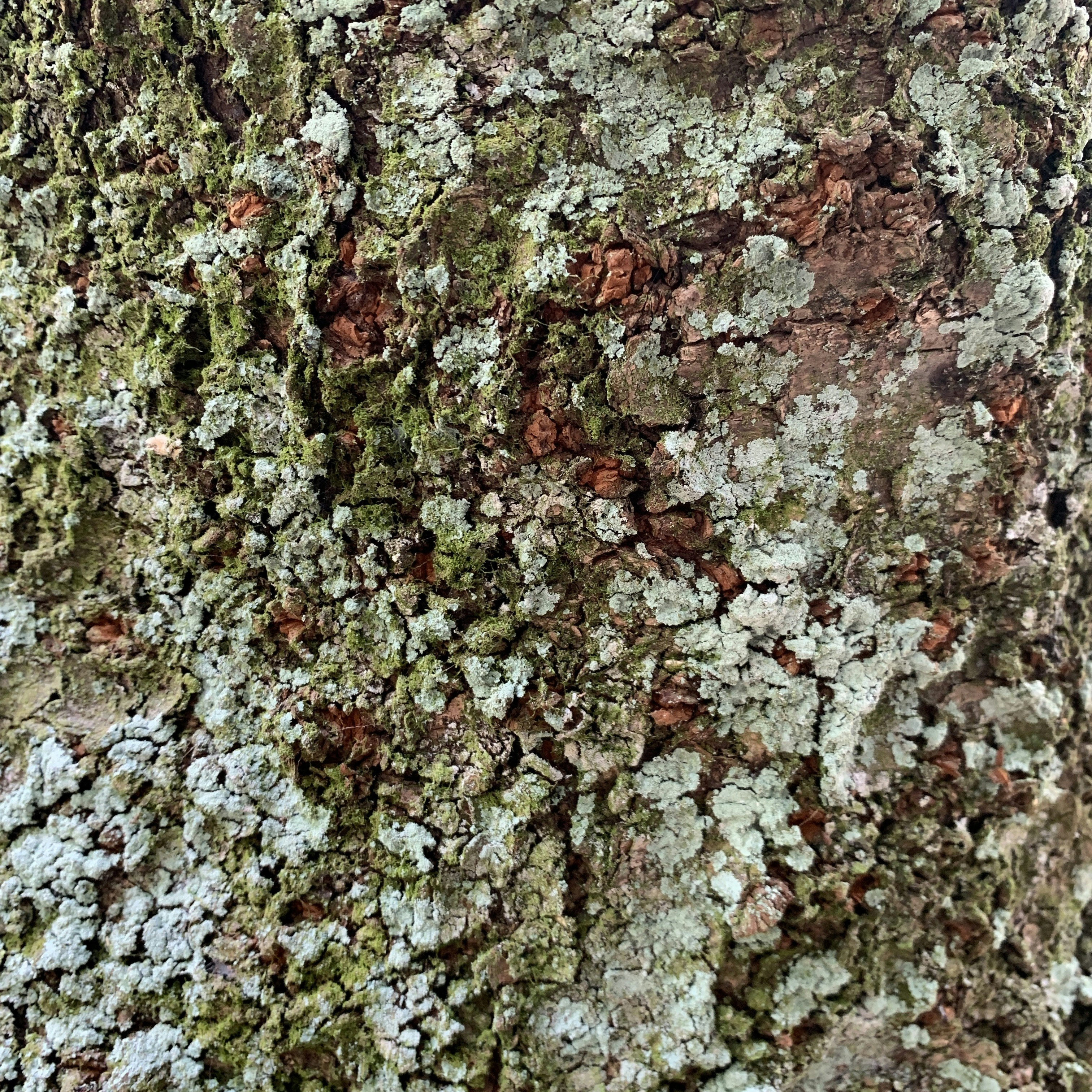 Photo by strawberrykat26