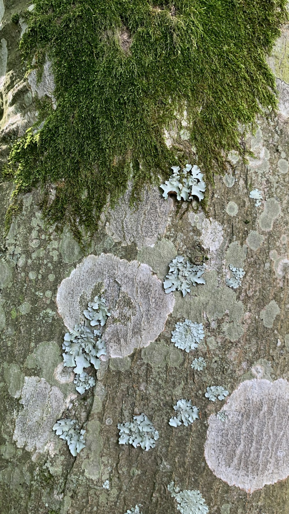 moss growing on the bark of a tree