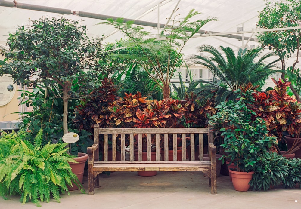 a wooden bench surrounded by potted plants