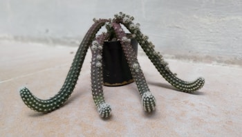 A small black pot contains a unique cactus with elongated and curved arms draped over the sides. The cactus has a textured surface with small spines. It rests on a light-colored surface against a neutral wall, creating a simple yet intriguing visual.