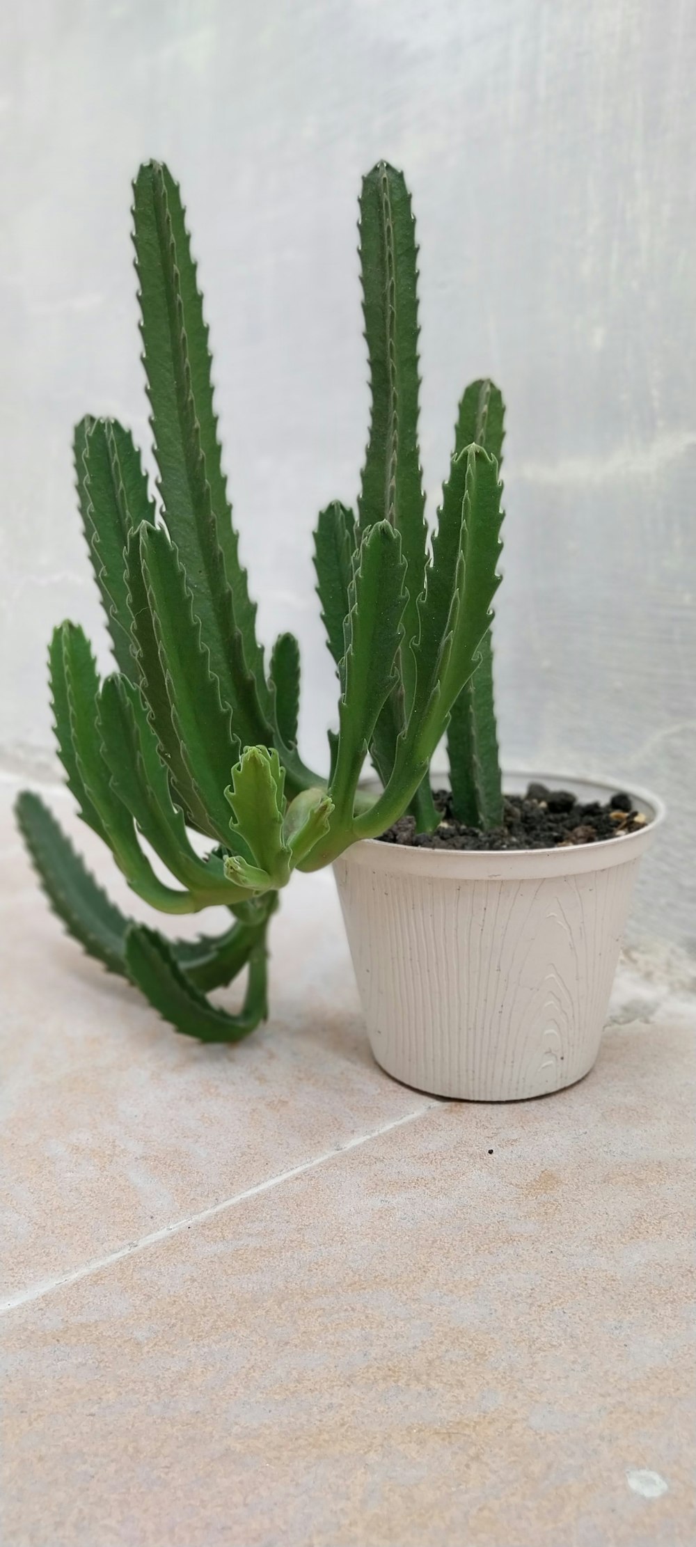 a small green plant in a white pot