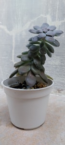 Soothing Aloe Vera