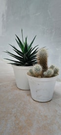 Two small potted plants are placed on a stone surface. One pot contains a green succulent, characterized by its thick, pointed leaves arranged in a rosette pattern. The other pot contains a cactus with fuzzy, round protrusions covered in fine spines. Both pots are plain white and the background is a textured gray wall.