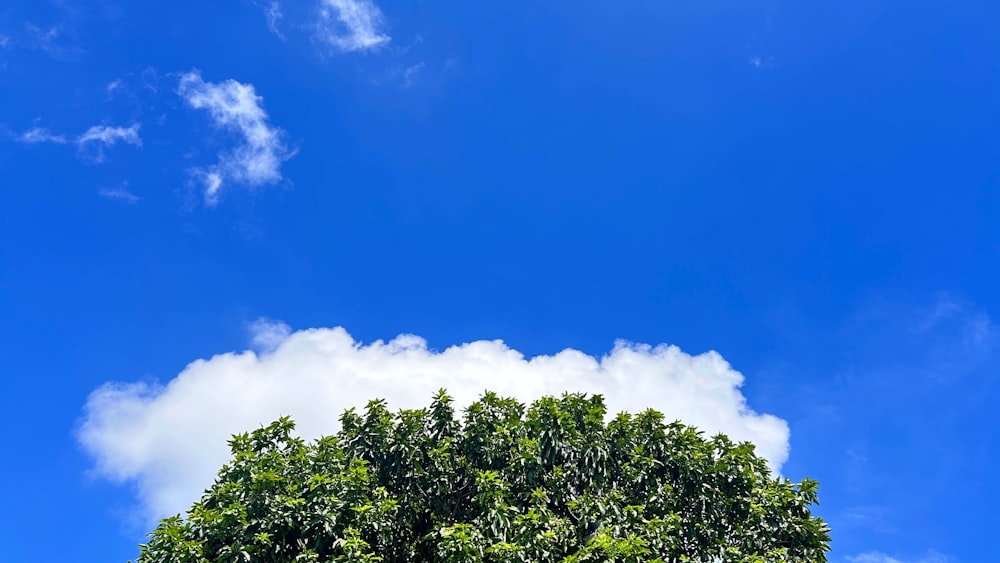 a large tree with a blue sky in the background