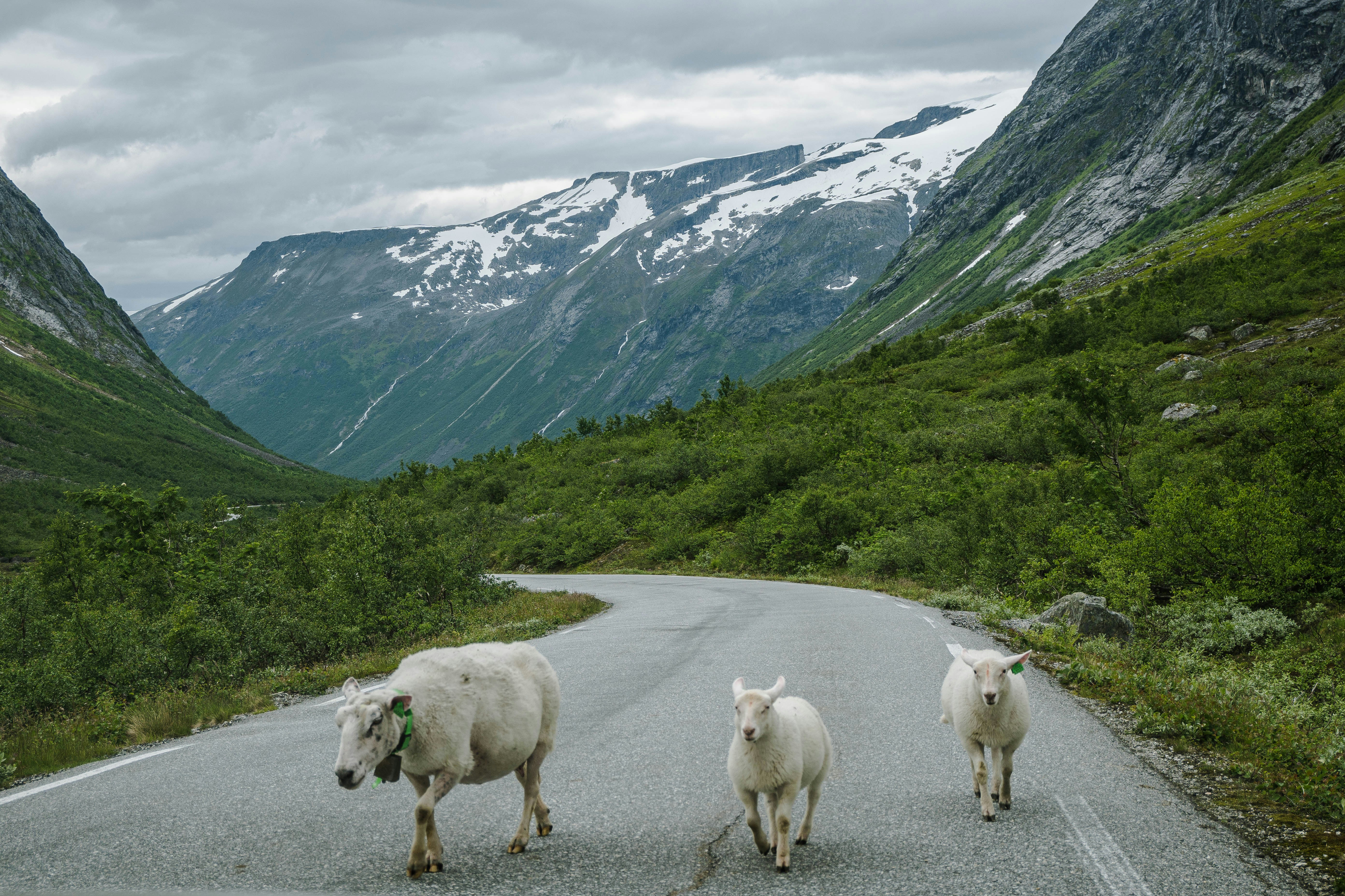 a couple of sheep are walking down a road