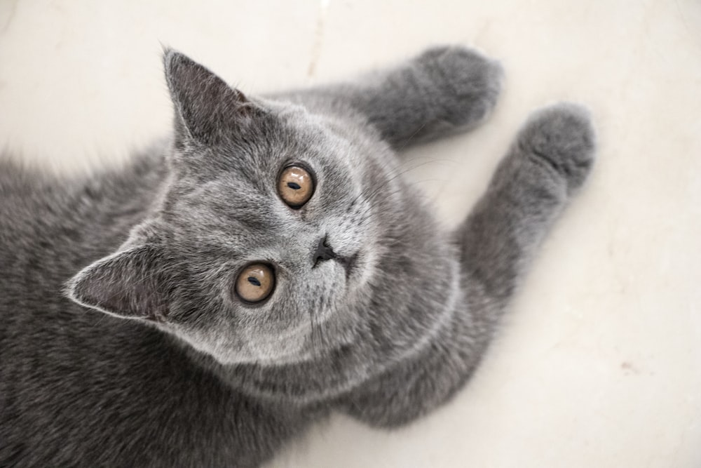 un chat gris allongé sur un sol blanc