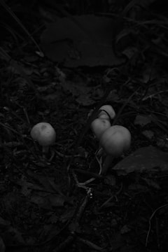 Shaded forest floor with clusters of mushrooms quietly thriving in the dark.